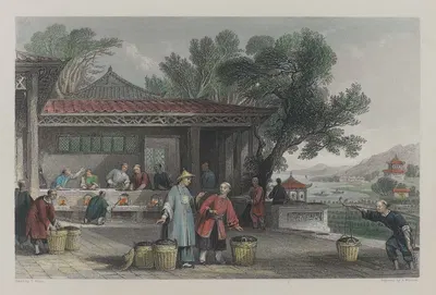 Культура и приготовление чая by Джеймс Тингл, 1843 — digital art print download