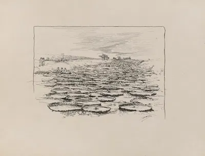 Листья "Виктории Регии by Милтон Дж. Бернс, 1882-1886 — digital art print download