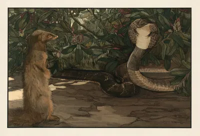 Rikki-tikki by Charles Maurice Detmold, 1903 — digital art print download