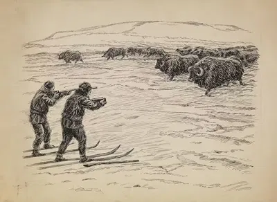 Охотник и фотограф перед стадом мускусных быков by Эйвинд Нильсен, 1889 — digital art print download