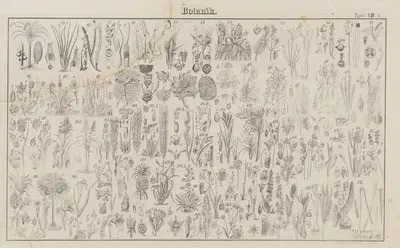Atlas der Abbildungen Pierer's Universal Lexikon Pl.09 by Heinrich August Pierer, 1848 — digital art print download