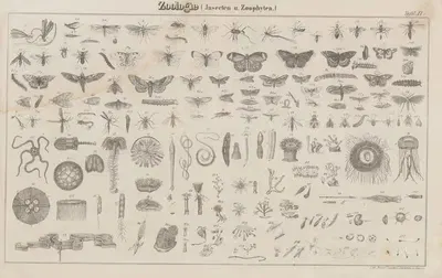 Atlas der Abbildungen Pierer's Universal Lexikon Pl.18 by Heinrich August Pierer, 1848 — digital art print download