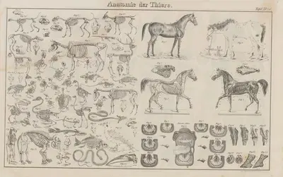 Atlas der Abbildungen Pierer's Universal Lexikon Pl.19 by Heinrich August Pierer, 1848 — digital art print download