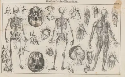 Atlas der Abbildungen Pierer's Universal Lexikon Pl.21 by Heinrich August Pierer, 1848 — digital art print download