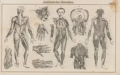 Atlas der Abbildungen Pierer's Universal Lexikon Pl.22 by Heinrich August Pierer, 1848 — digital art print download