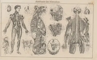 Atlas der Abbildungen Pierer's Universal Lexikon Pl.23 by Heinrich August Pierer, 1848 — digital art print download