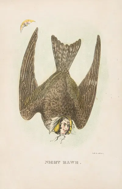 Ночной ястреб by Генри Луис Стивенс, 1851 — digital art print download