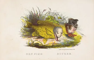 Рыба-сын и присоска by Генри Луис Стивенс, 1851 — digital art print download