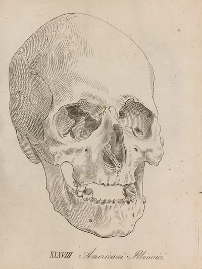Американцы из Иллинойса by Иоганн Фридрих Блуменбах, 1828 — digital art print download