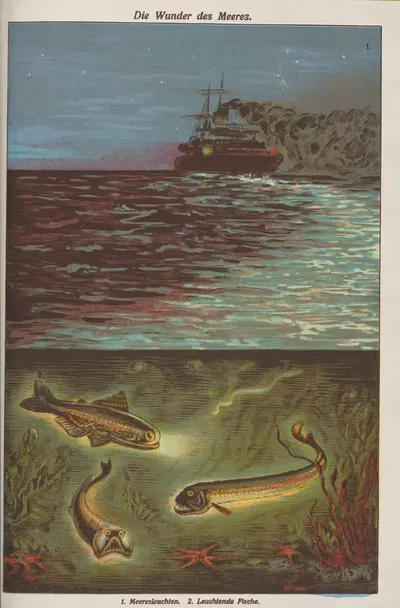 Чудеса моря by Оскар Хоффман, 1914 — digital art print download