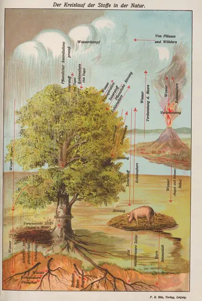 Круговорот веществ в природе by Оскар Хоффман, 1914 — digital art print download