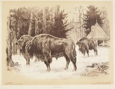 Зубры by Антоний Каменьский, 1912 — digital art print download