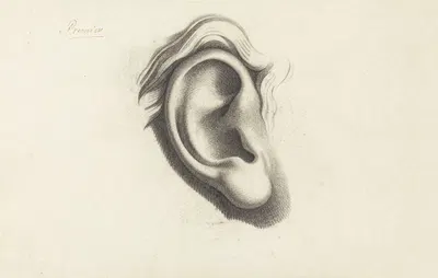 Ear by Albert Voituron — digital art print download