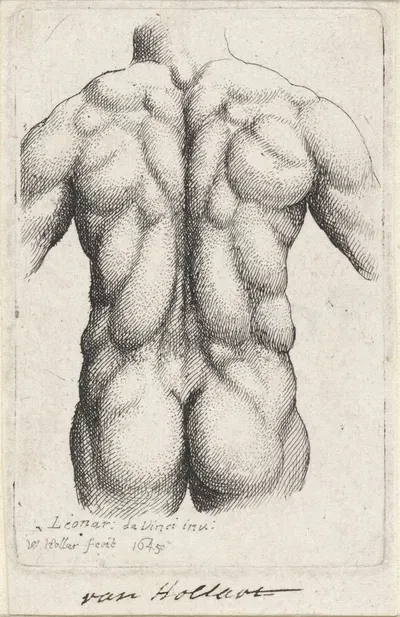 Anatomische studie van de torso van een man, op de rug gezien (after Leonardo da Vinci) by Wenceslaus Hollar, 1645 —…