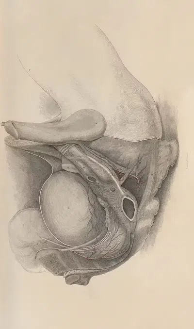 A system of anatomical plates of the human body Pl.023 by John Lizars, 1840 — digital art print download