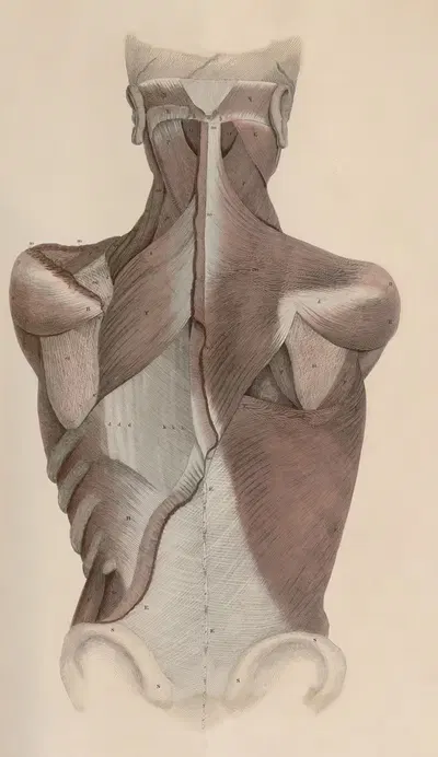 A system of anatomical plates of the human body Pl.036 by John Lizars, 1840 — digital art print download