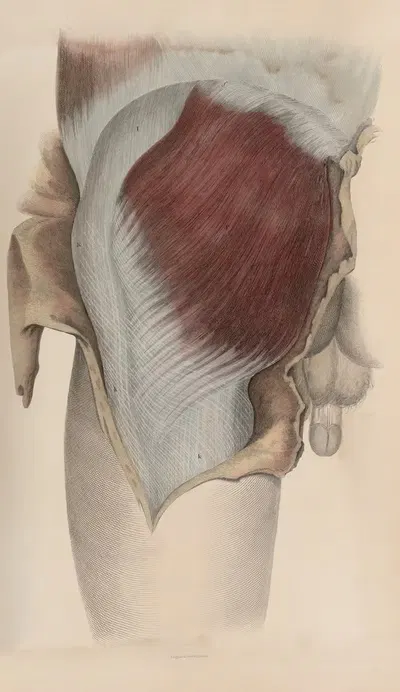 A system of anatomical plates of the human body Pl.048 by John Lizars, 1840 — digital art print download