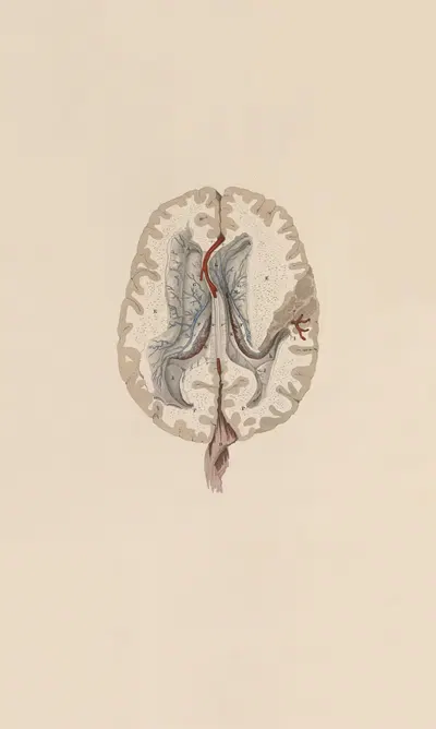 A system of anatomical plates of the human body Pl.063 by John Lizars, 1840 — digital art print download