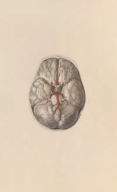 A system of anatomical plates of the human body Pl.067 by John Lizars, 1840 — digital art print download