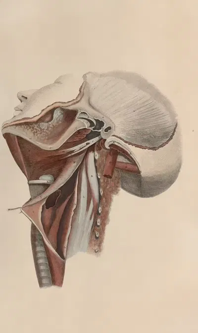 A system of anatomical plates of the human body Pl.074 by John Lizars, 1840 — digital art print download