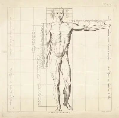 Proportional study of a man's body by Jan Punt, 1747 — digital art print download