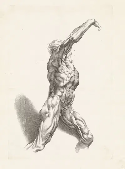 Анатомическое исследование мужчины by Паулюс Понтий, 1616 - 1657 — digital art print download