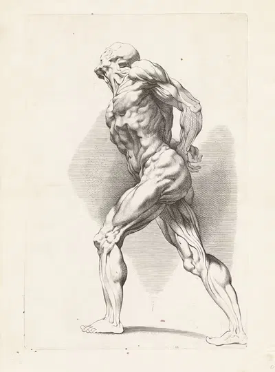 Анатомическое исследование стоящего человека by Паулюс Понтий, 1616 - 1657 — digital art print download