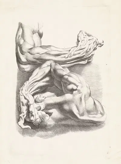 Два анатомических исследования рук. by Паулюс Понтий, 1616 - 1657 — digital art print download