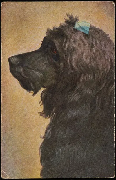 Dog's head by O.G.Z.-L — digital art print download