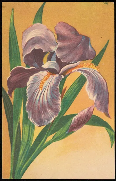 Фиолетовый ирис by Изд. Фр. Карпович, 1902-1939 — digital art print download