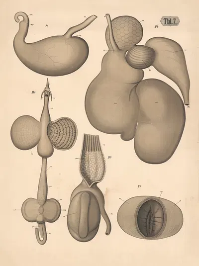 Stomach of carnivores and herbivores by A. Brass, 1882 — digital art print download