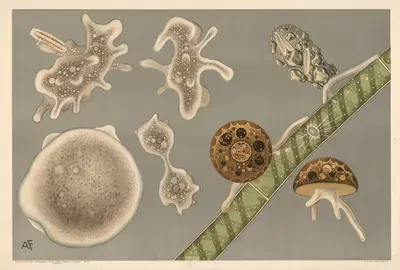 Rodbakterier (Rhizopoder) by Karl Ludwig Alfred Fiedler, 1910 — digital art print download