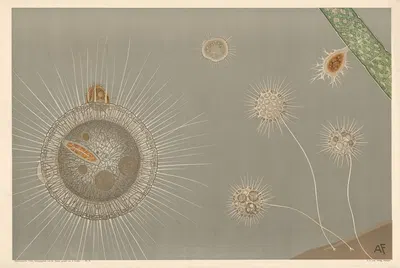 Солнечные существа by Карл Людвиг Альфред Фидлер, 1910 — digital art print download