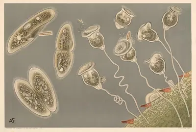 Infusionsdyr med fimrehår, trompet- og tøffeldyr by Karl Ludwig Alfred Fiedler, 1910 — digital art print download