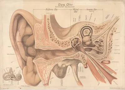 The ear by Karl Ludwig Alfred Fiedler, 1916 — digital art print download