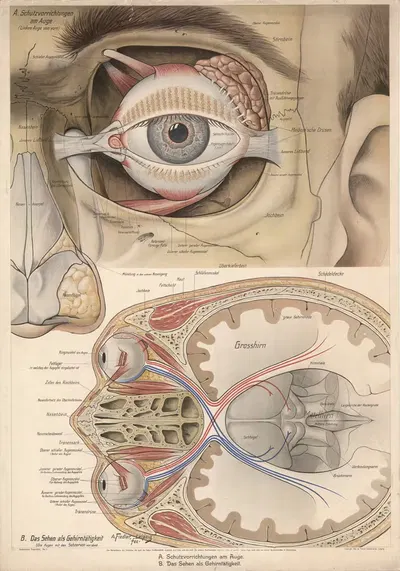 The eye. by Karl Ludwig Alfred Fiedler, 1916 — digital art print download
