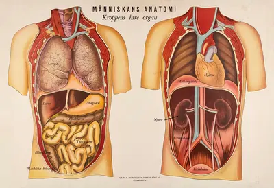 Kroppens inre organ by Bergh-Norén — digital art print download