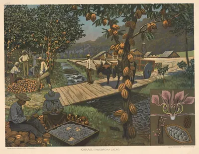 Какао (Theobroma cacao) by Фриц Данненберг, 1911 — digital art print download