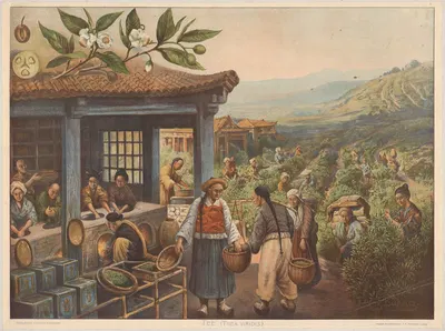 Чай (Thea viridis) by Франц Букач, 1911 — digital art print download