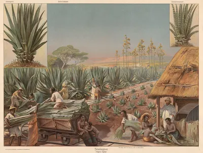 Agave by Franz Bukacz, 1911 — digital art print download