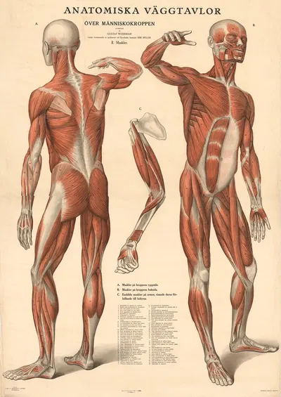 Anatomiska väggtavlor över människokroppen by Gustav Wennmann, 1920 — digital art print download