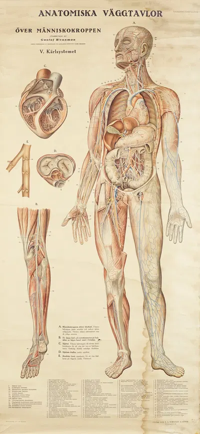 Blood circulation by Gustav Wennmann, 1920 — digital art print download