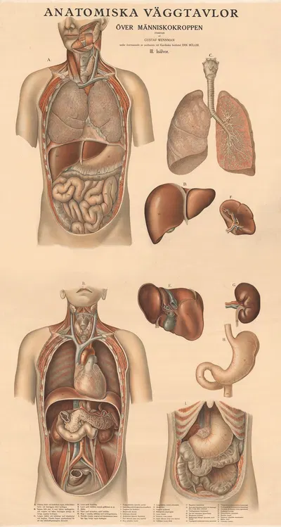 Inner organs by Gustav Wennmann, 1920 — digital art print download