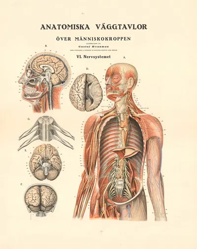 The nervous system by Gustav Wennmann, 1920 — digital art print download