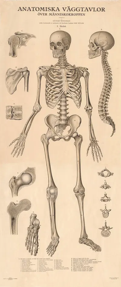 The skeleton by Gustav Wennmann, 1920 — digital art print download