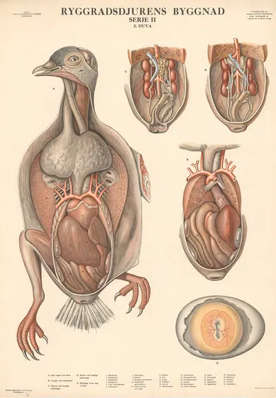 Pigeon by Gustav Wennmann, 1948 — digital art print download