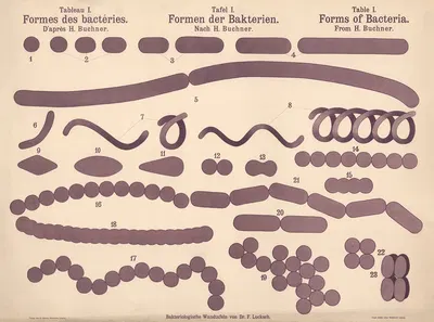 Forms of Bacteria by Hans Ernst August Buchner — digital art print download
