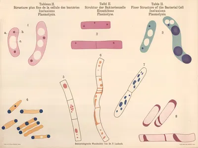 Finer Structure of the Bacteria Cell Inclusions by Hans Ernst August Buchner — digital art print download
