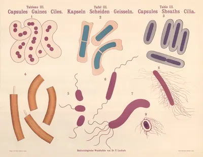 Capsules – Sheaths – Cilia by Hans Ernst August Buchner — digital art print download