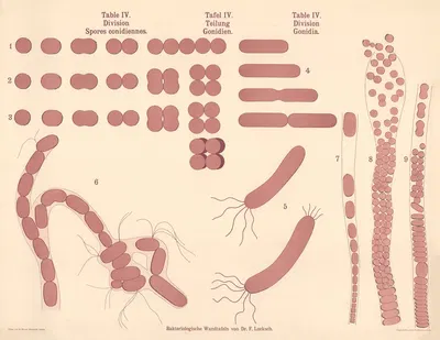 Division Gonidia by Hans Ernst August Buchner — digital art print download